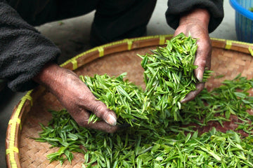 Soursop Tea 50 Bags